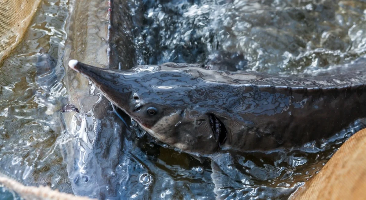 Фото из доступных источников