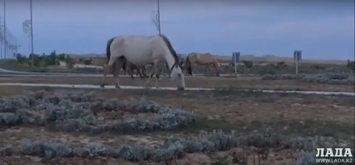 Скриншот видеоматериала