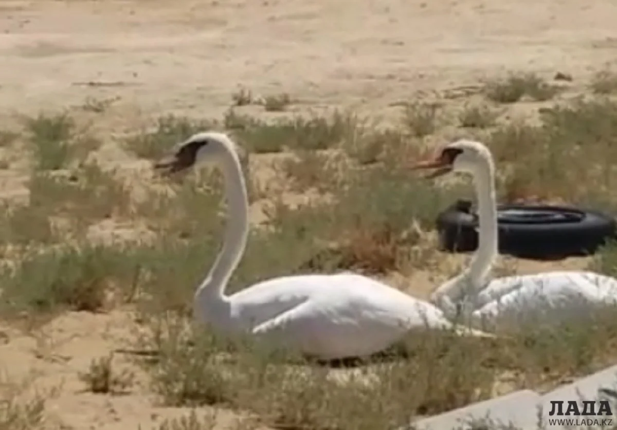 Скриншот видеоматериала