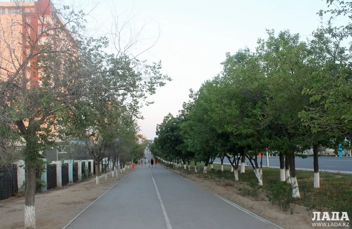 Фото автора. Поливают только деревья у дороги