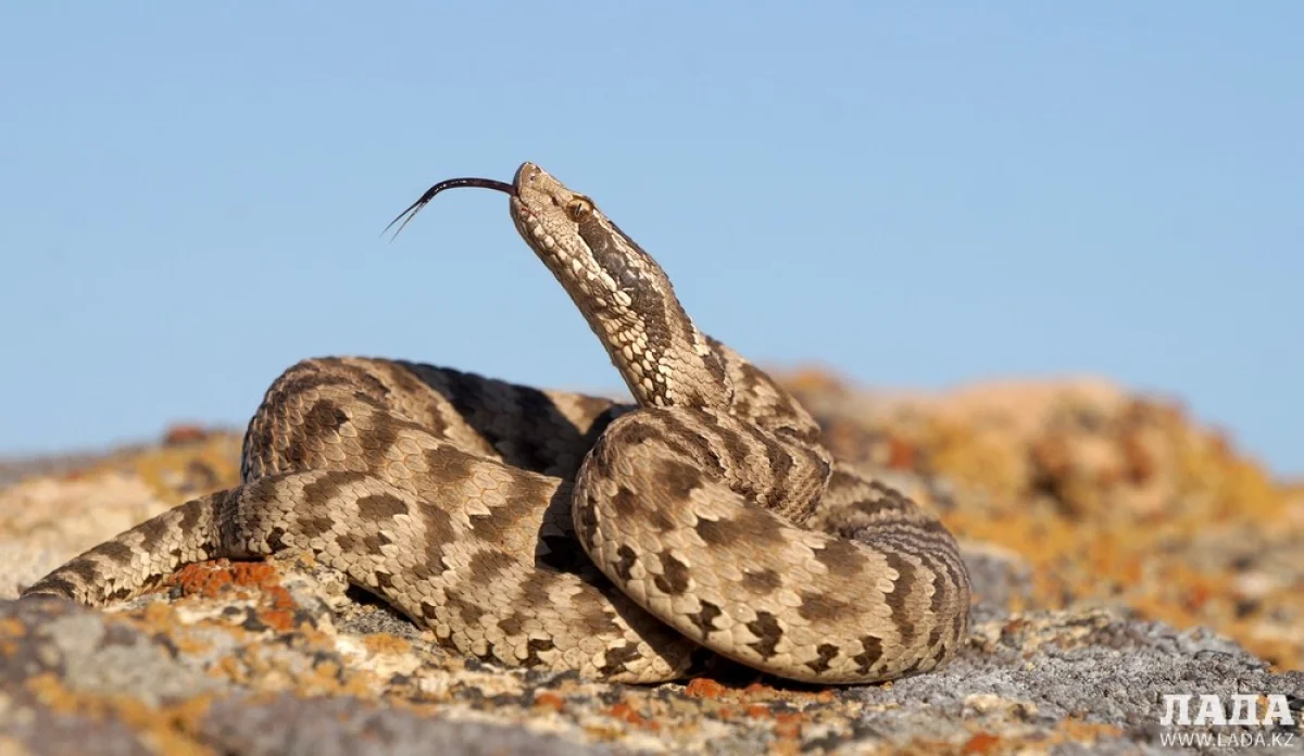 Фото предоставил Актан Мухашов