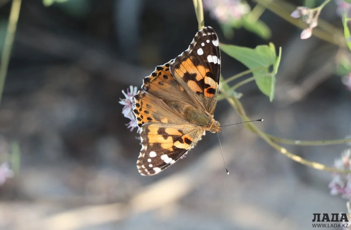 Фото Рашида Исмагилова