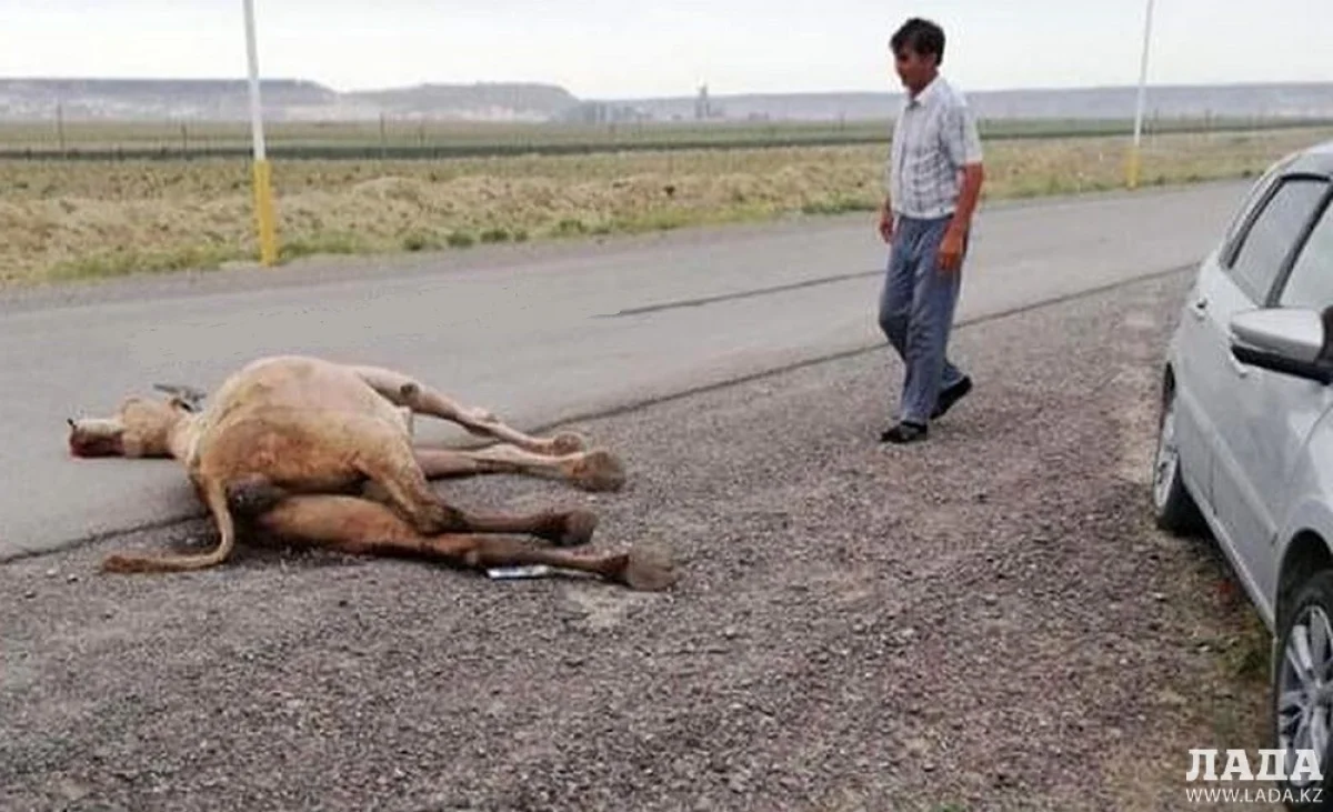 Фото из группы «На дорогах Актау»