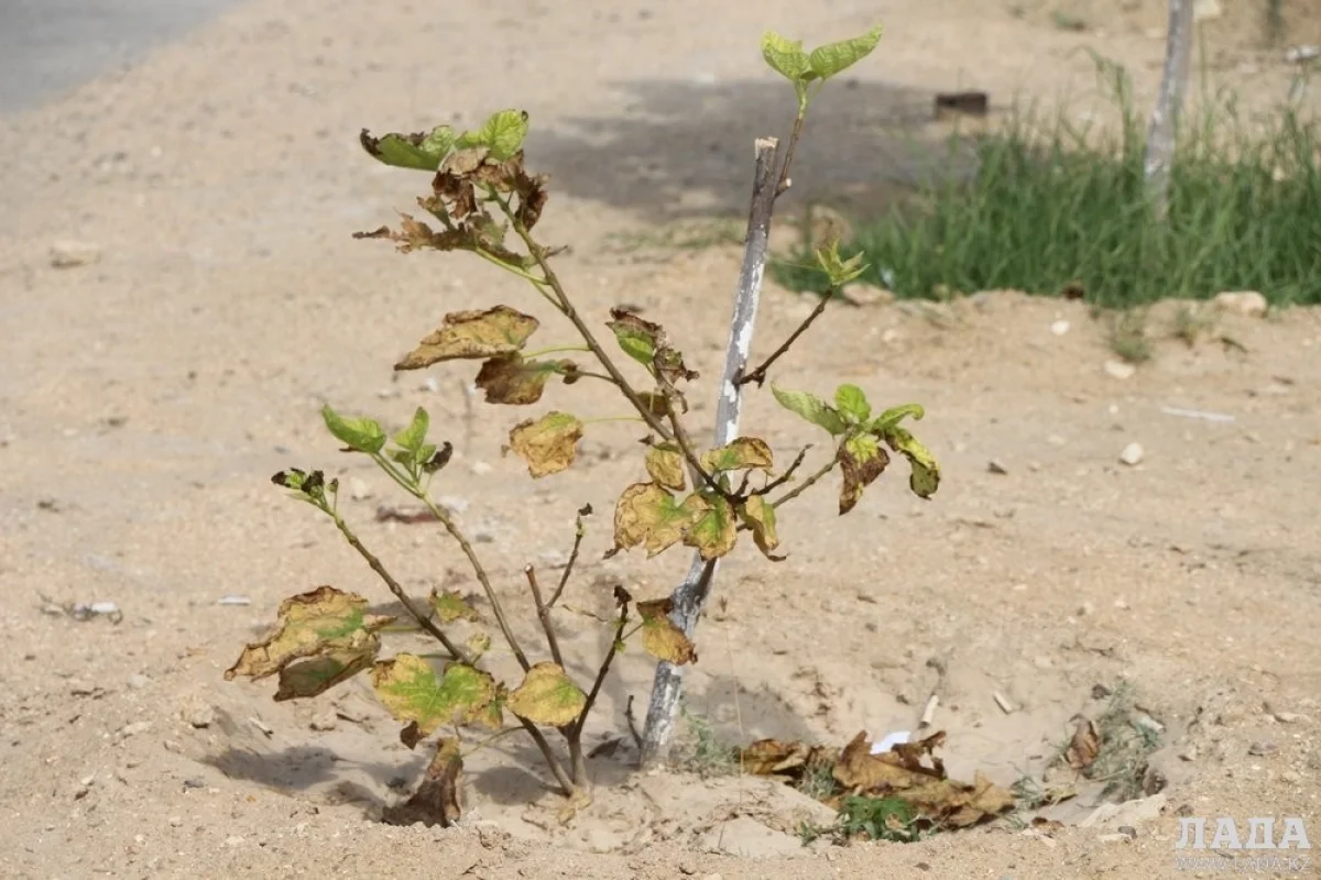 Фото Рашида Исмагилова