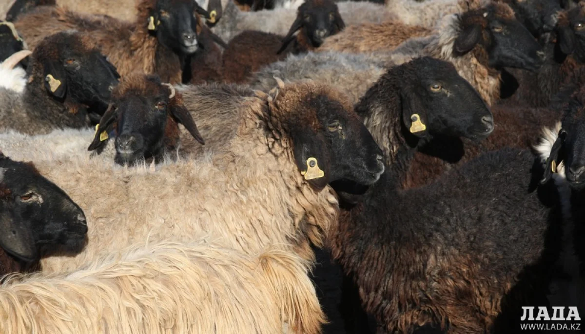 Иллюстративное фото