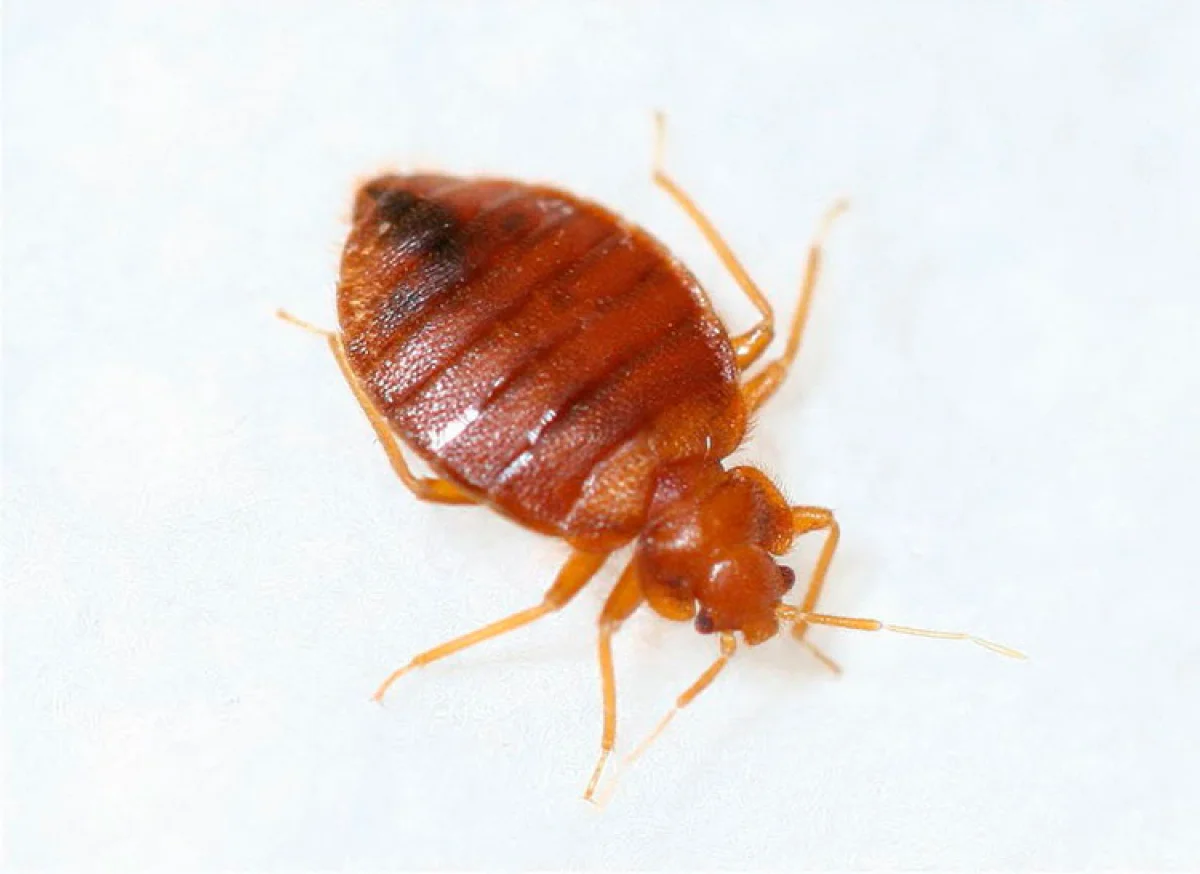 Фото taraklop.ru