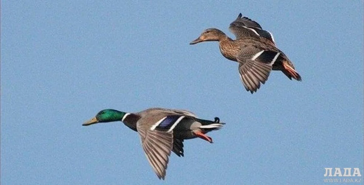 Иллюстративное фото из архива Lada.kz