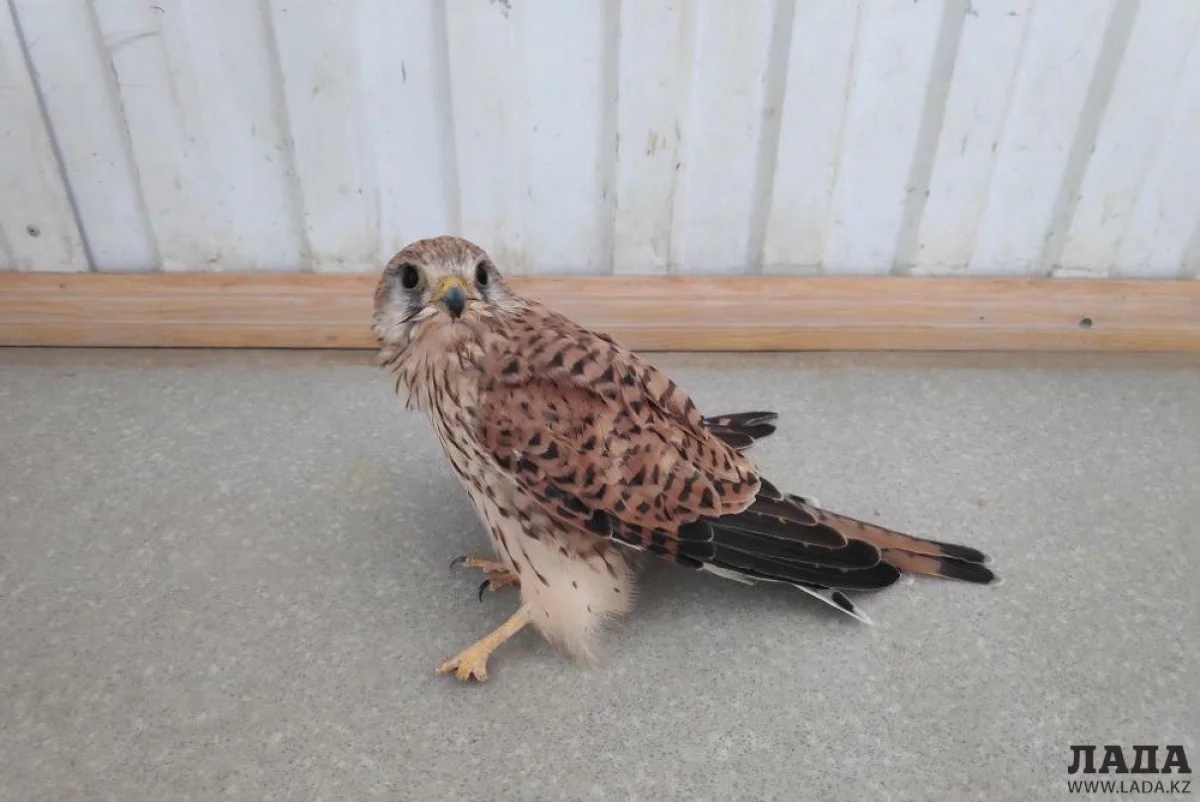 Фото Арайбека Жетписулы