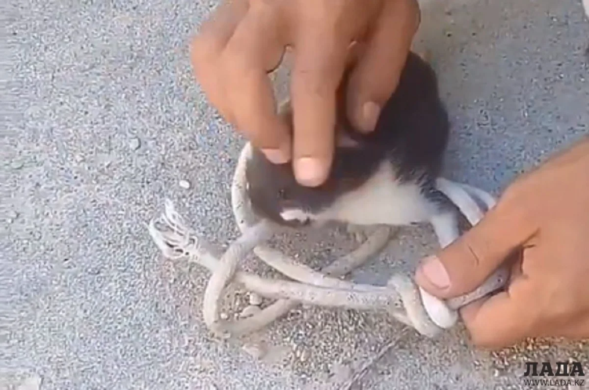 Скриншот видеоматериала