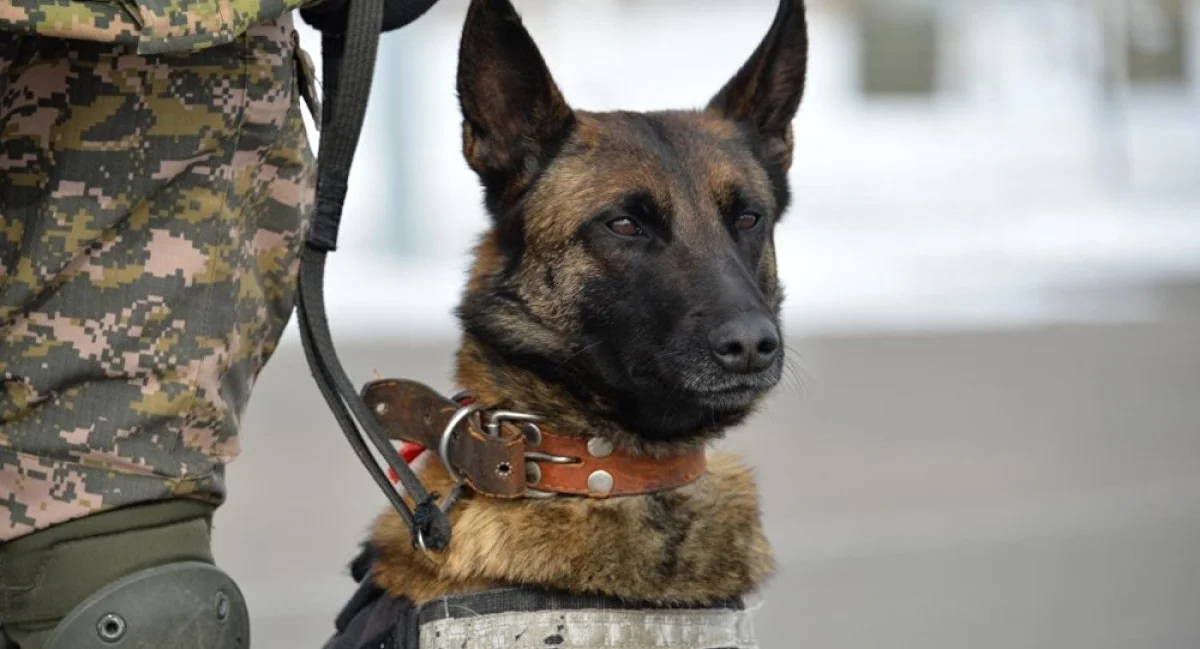 Фото из доступных источников