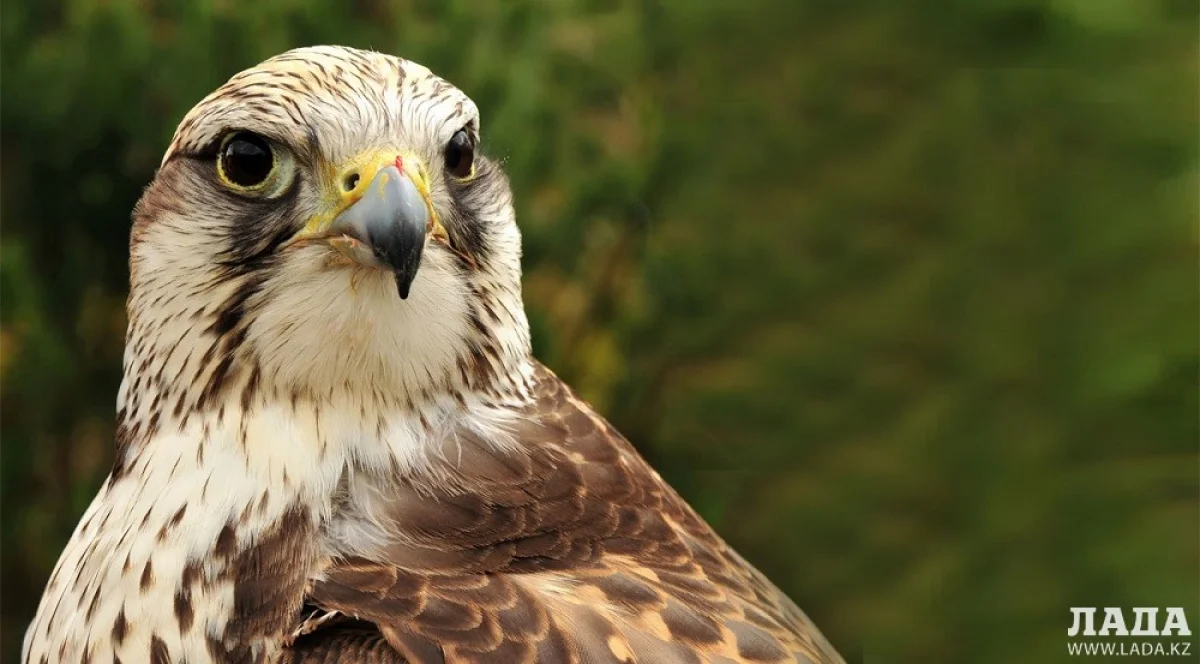 Иллюстративное фото с сайта web-zoopark.ru