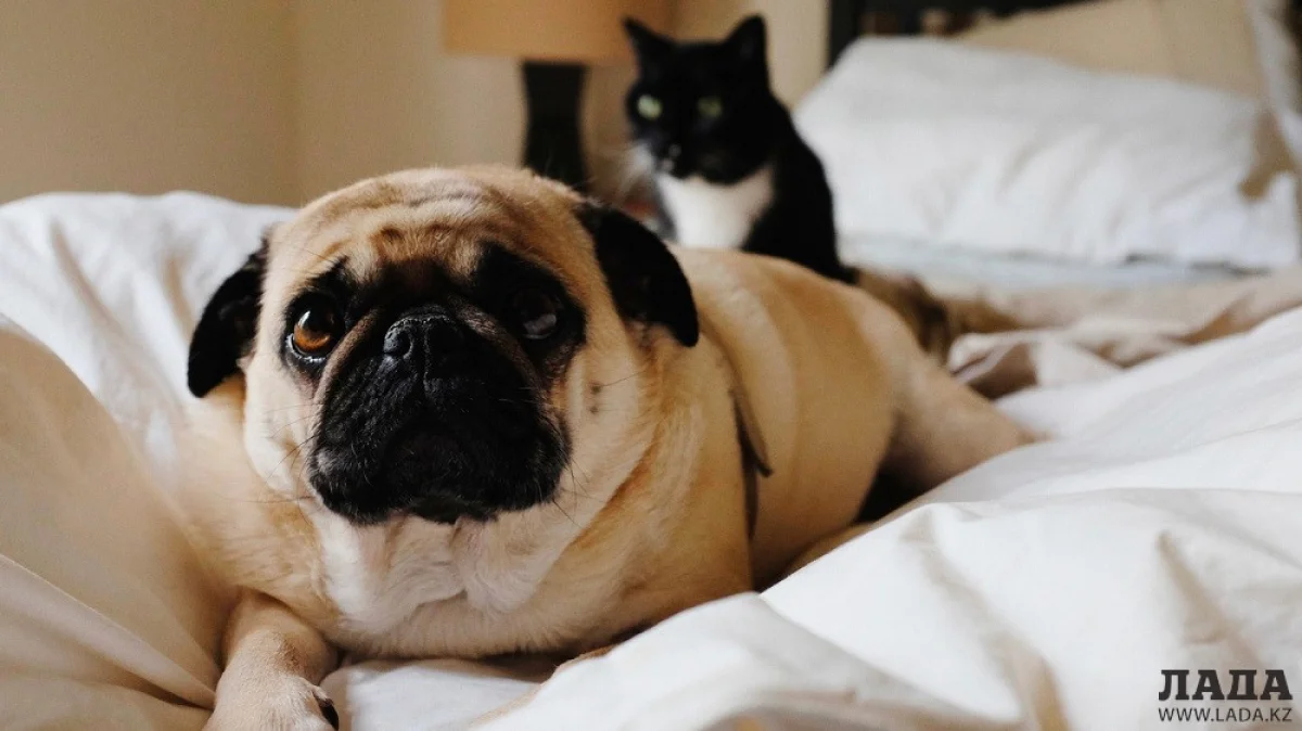 Иллюстративное фото с сайта life.ru