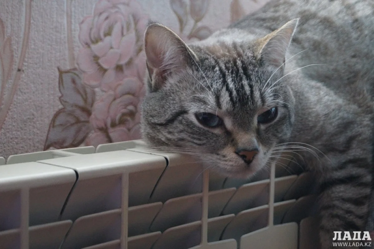 Фото из открытых источников