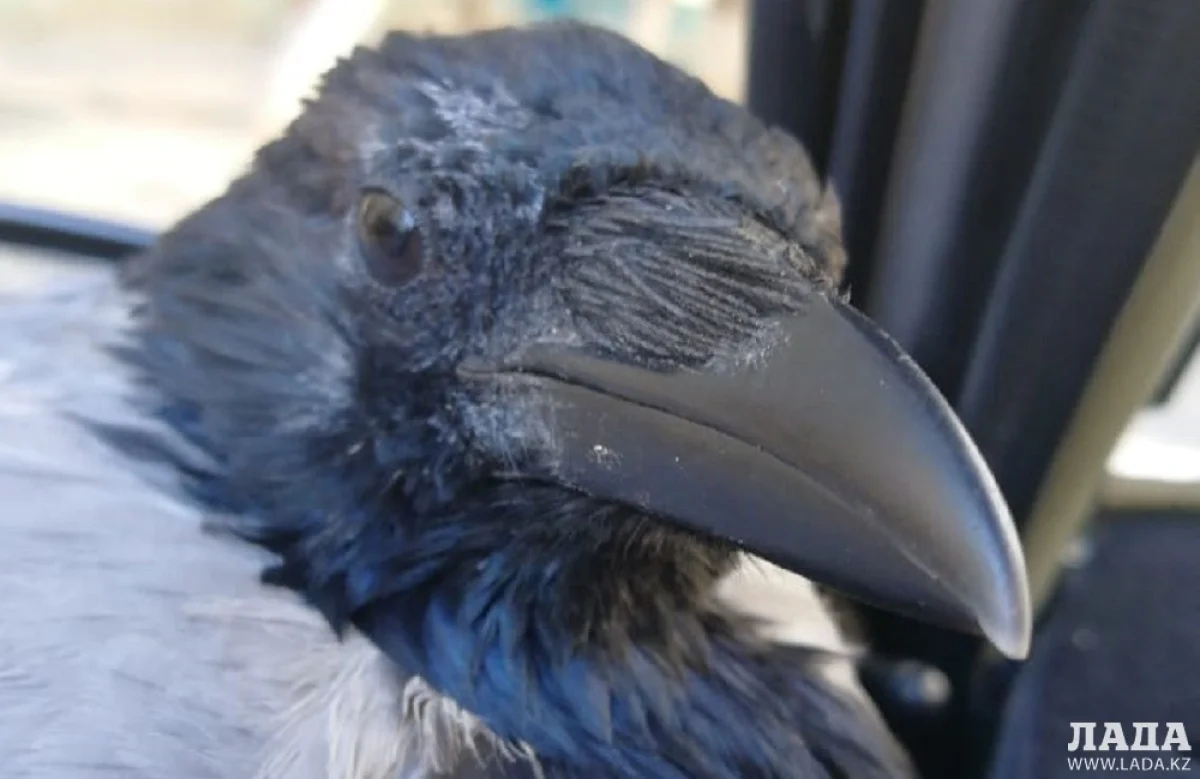 Каркуша. Фото Александра