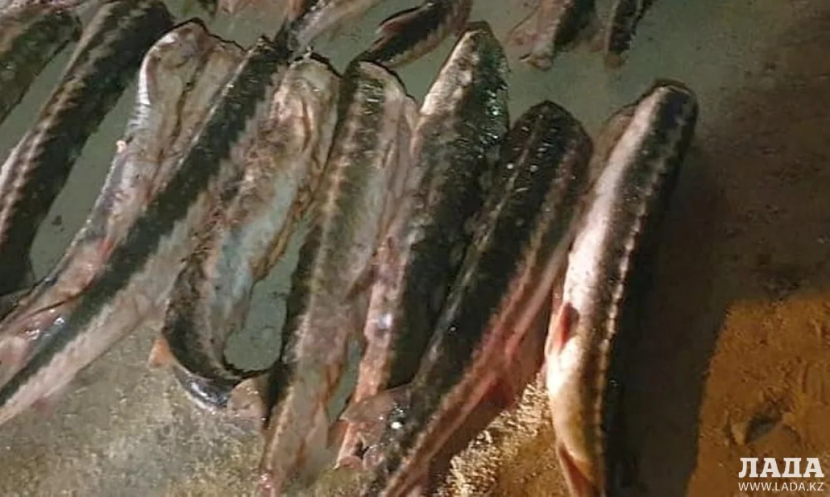 Фото пресс-службы департамента полиции Мангистауской области