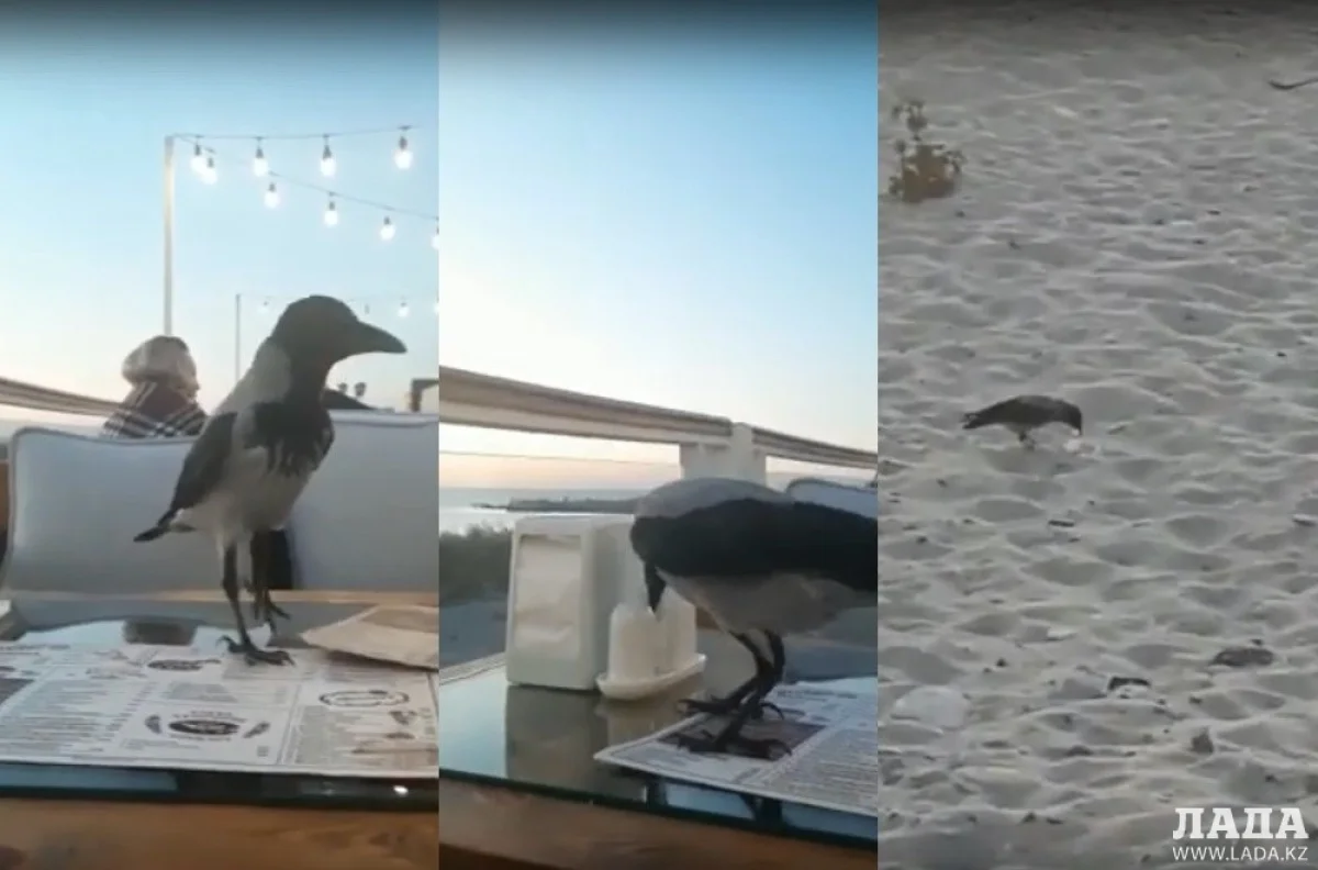 Коллаж из скриншотов видеоматериала