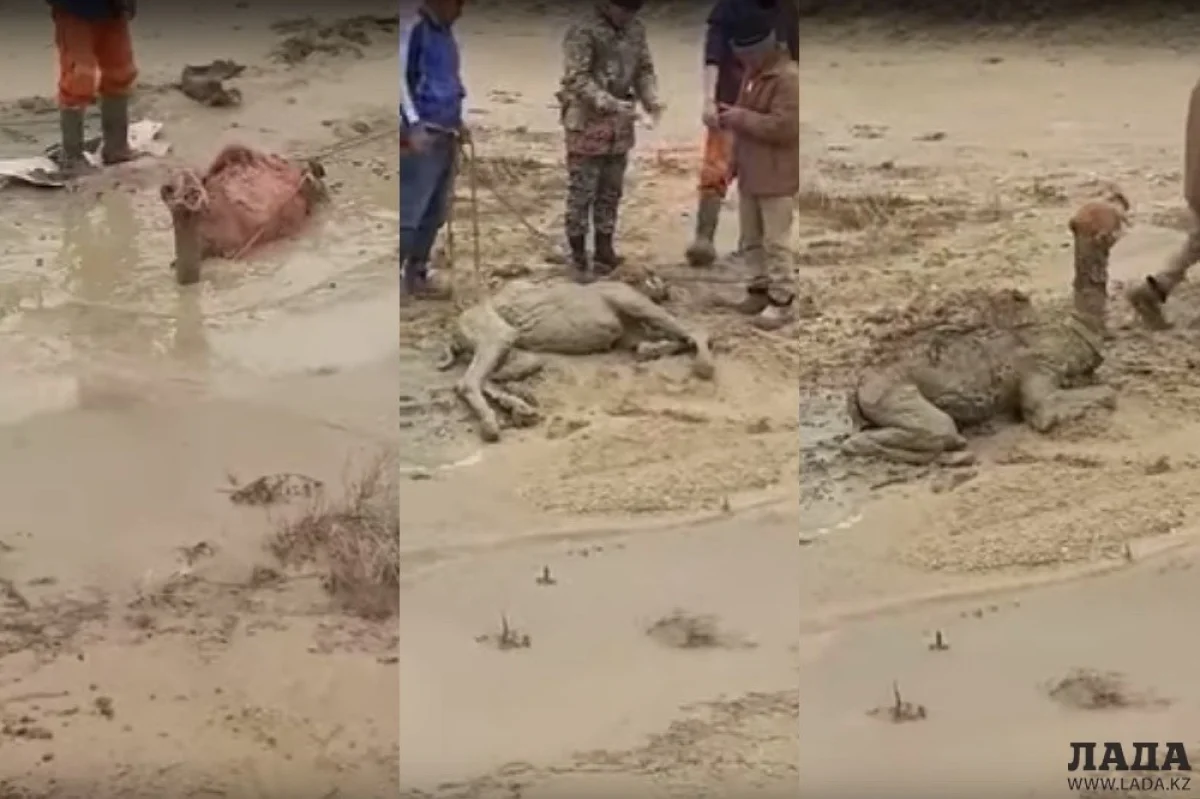 Коллаж из скриншотов видеоматериала