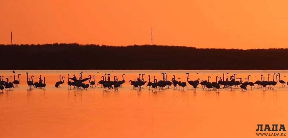 Фламинго в Актау||news_pic_more|<!--TBegin--><a href="https://www.lada.kz/uploads/posts/2019-11/1573452822_74277495_1424567844361429_3272342867086934016_n.jpg" onclick="return hs.expand(this)" ><img align="left" src="https://www.lada.kz/uploads/posts/2019-11/thumbs/1573452822_74277495_1424567844361429_3272342867086934016_n.jpg" alt='Фламинго прилетели в Актау' title='Фламинго прилетели в Актау'  /></a><!--TEnd--><br /><!--TBegin--><a href="https://www.lada.kz/uploads/posts/2019-11/1573452814_74634341_1424567927694754_1837690577517281280_n.jpg" onclick="return hs.expand(this)" ><img align="left" src="https://www.lada.kz/uploads/posts/2019-11/thumbs/1573452814_74634341_1424567927694754_1837690577517281280_n.jpg" alt='Фламинго прилетели в Актау' title='Фламинго прилетели в Актау'  /></a><!--TEnd--><br /><!--TBegin--><a href="https://www.lada.kz/uploads/posts/2019-11/1573452819_75446757_1424567784361435_8167738555183923200_n.jpg" onclick="return hs.expand(this)" ><img align="left" src="https://www.lada.kz/uploads/posts/2019-11/thumbs/1573452819_75446757_1424567784361435_8167738555183923200_n.jpg" alt='Фламинго прилетели в Актау' title='Фламинго прилетели в Актау'  /></a><!--TEnd--><br /><!--TBegin--><a href="https://www.lada.kz/uploads/posts/2019-11/1573452804_76779602_1424567881028092_1066766109916528640_n.jpg" onclick="return hs.expand(this)" ><img align="left" src="https://www.lada.kz/uploads/posts/2019-11/thumbs/1573452804_76779602_1424567881028092_1066766109916528640_n.jpg" alt='Фламинго прилетели в Актау' title='Фламинго прилетели в Актау'  /></a><!--TEnd-->