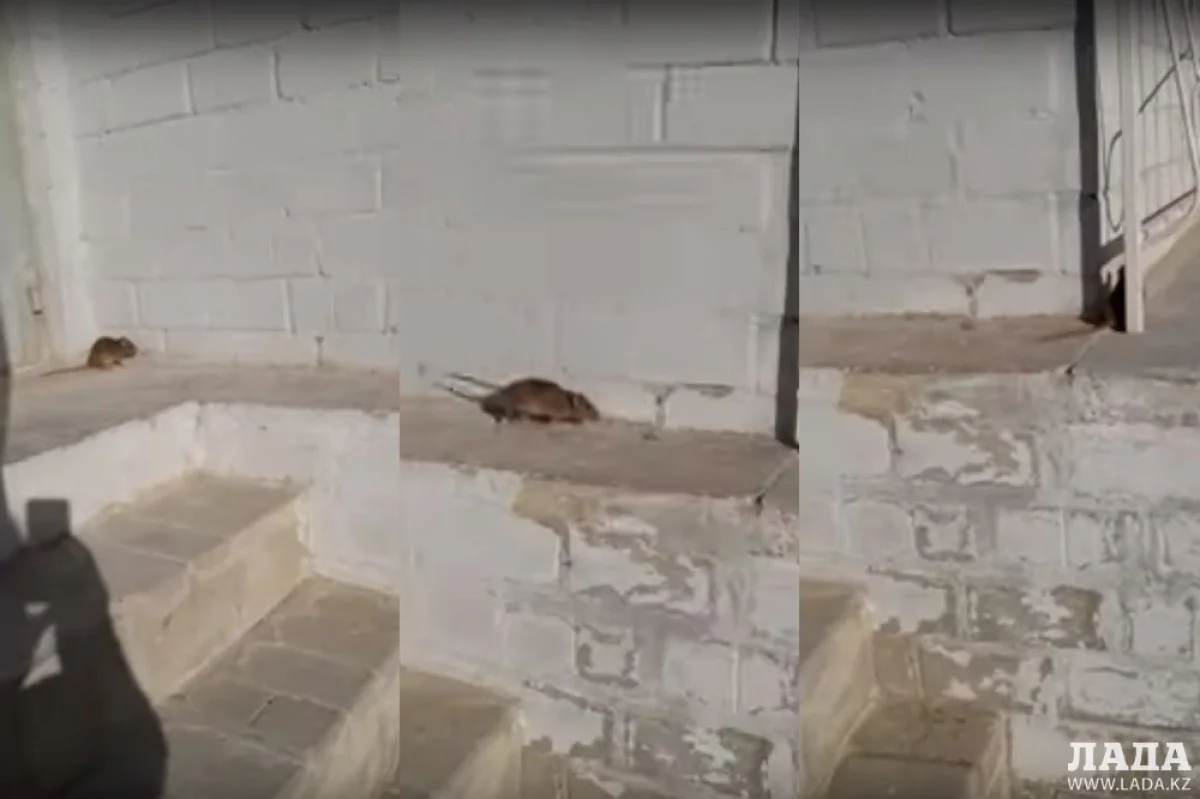 Коллаж из скриншотов видеоматериала