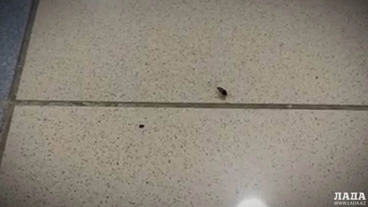 Скрин видео