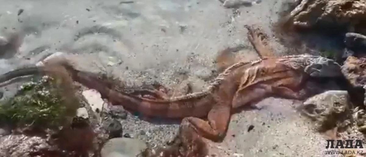 Скриншот видеоматериала