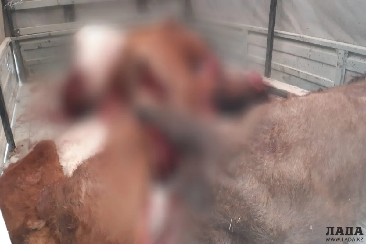 Фото предоставлено пресс-службой департамента полиции Мангистауской области