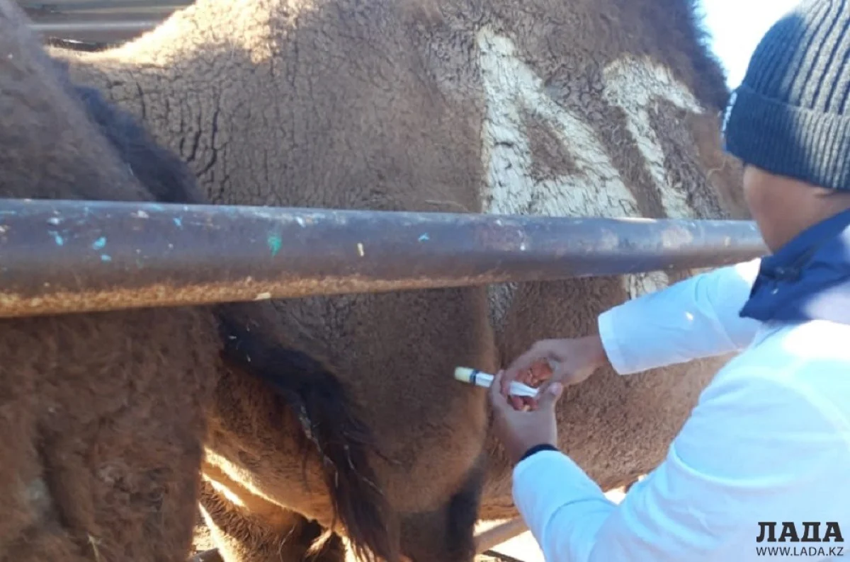 Фото предоставлено пресс-службой акимата Мунайлинсокго района