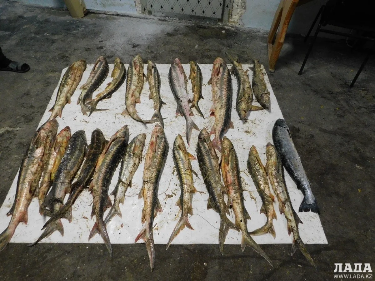 Фото предоставлено Адизалом Шихметовым