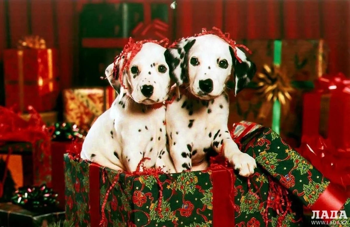 Иллюстративное фото с сайта fishki.net