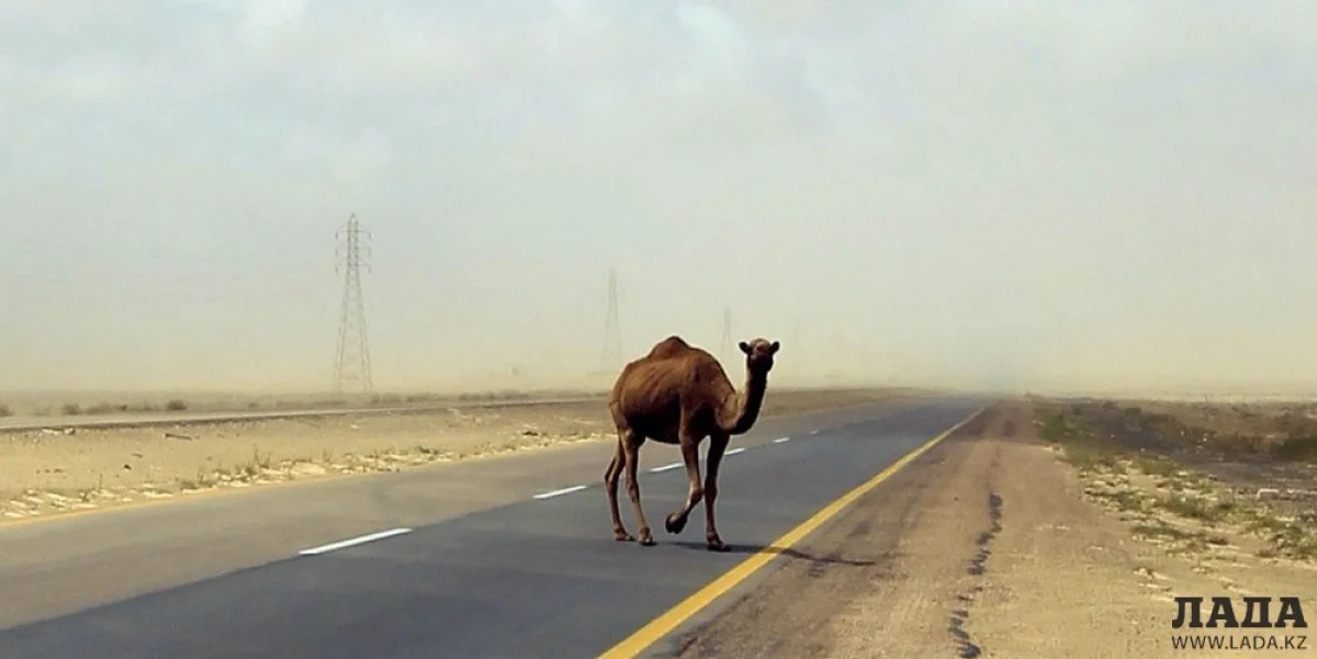 Фото из архива «Лады»