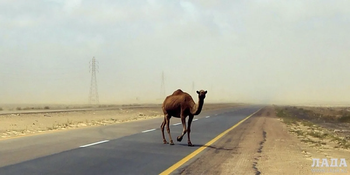 Фото из архива Lada.kz