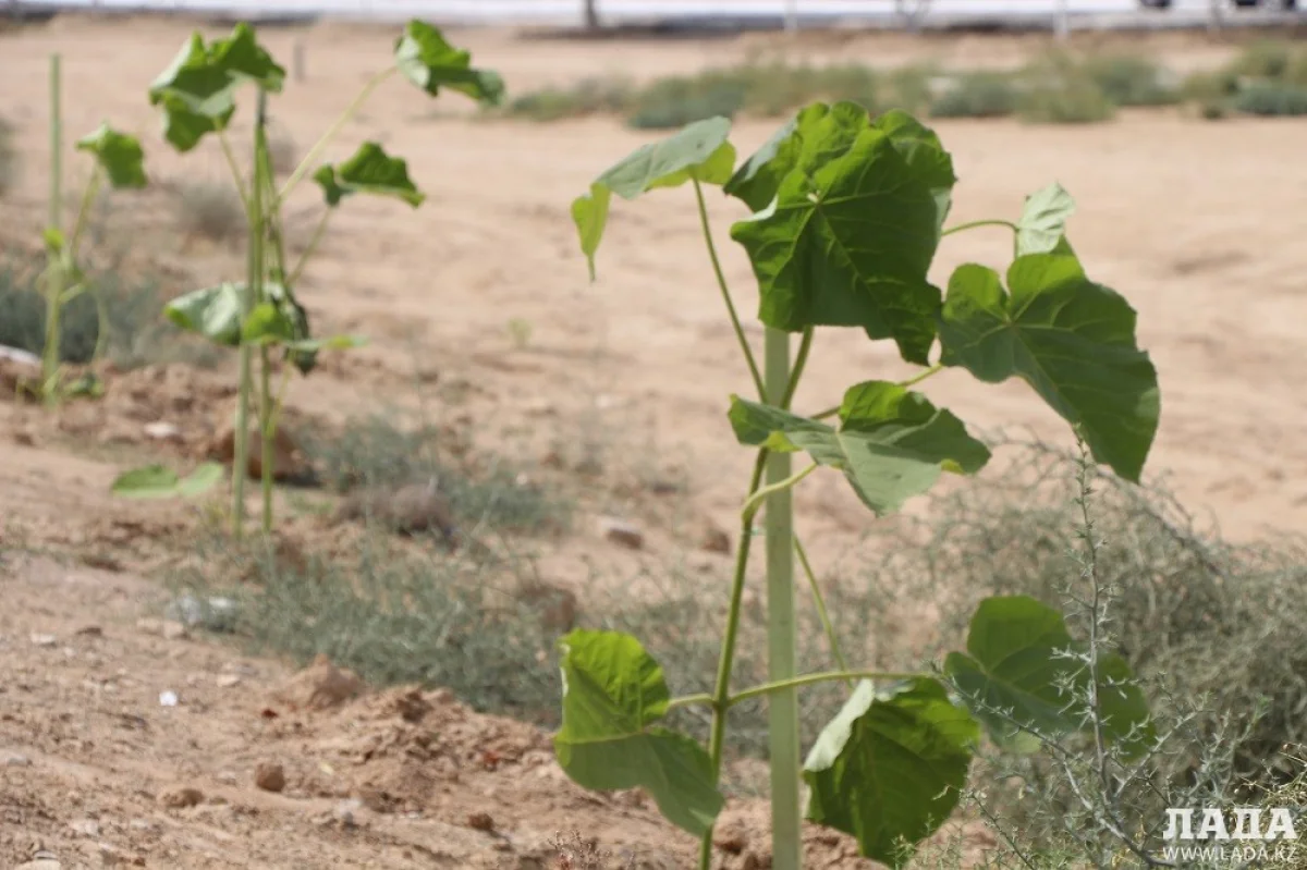 Фото из архива Lada.kz