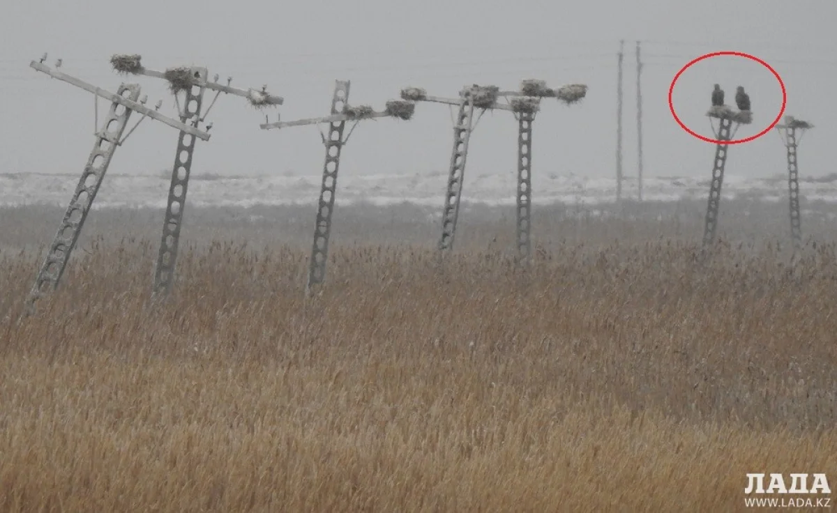 Фото предоставлено пресс-службой Назарбаев интеллектуальной школы химико-биологического направления Актау