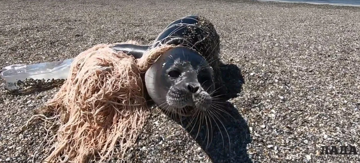 Скриншот видеоматериала