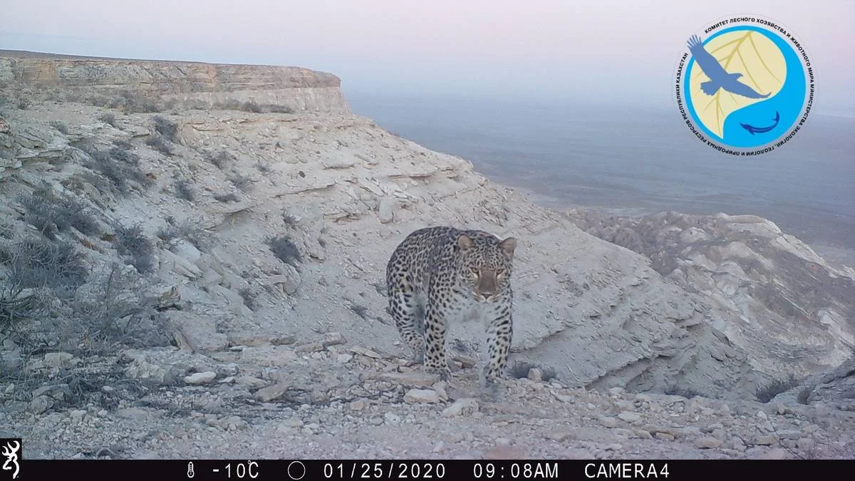 Леопард в в Устюртском заповеднике