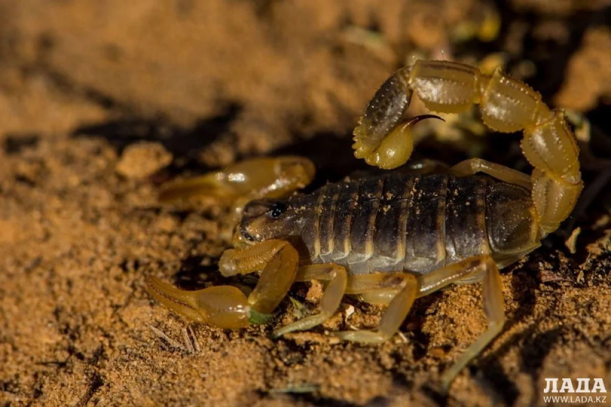 Иллюстративное фото с сайта kaspyinfo.ru