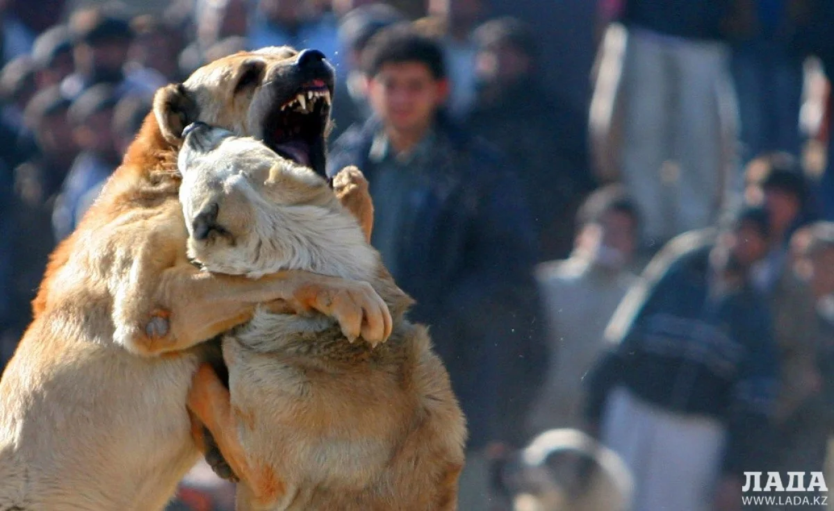 Иллюстративное фото с сайта news.lt