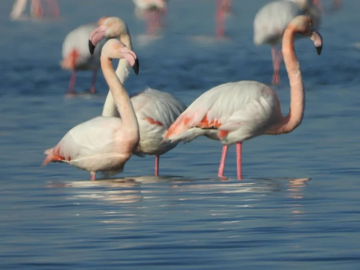 Фото со страницы в Facebook Сакена Дилдахмета