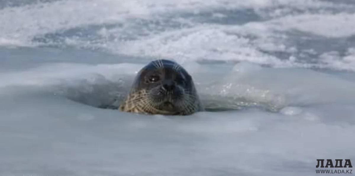 Фото Сакена Дилдахмета