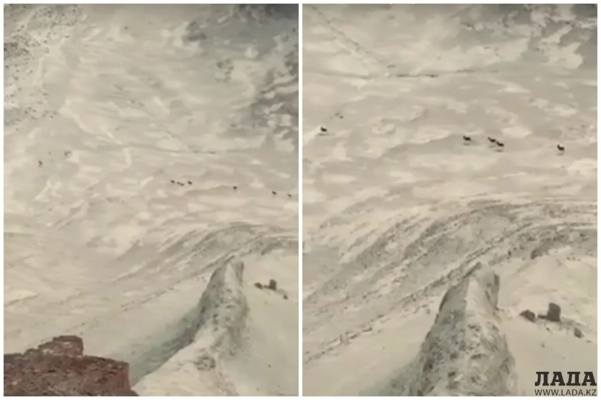 Коллаж из скриншотов видеоматериала