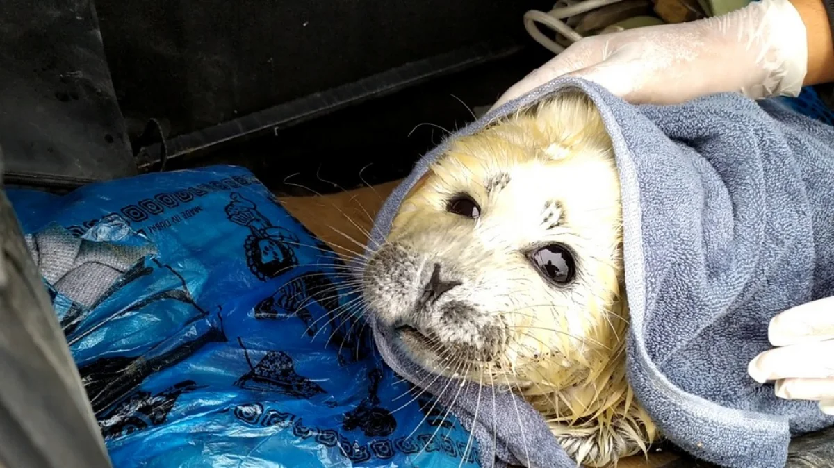 Фото Рашида Исмагилова