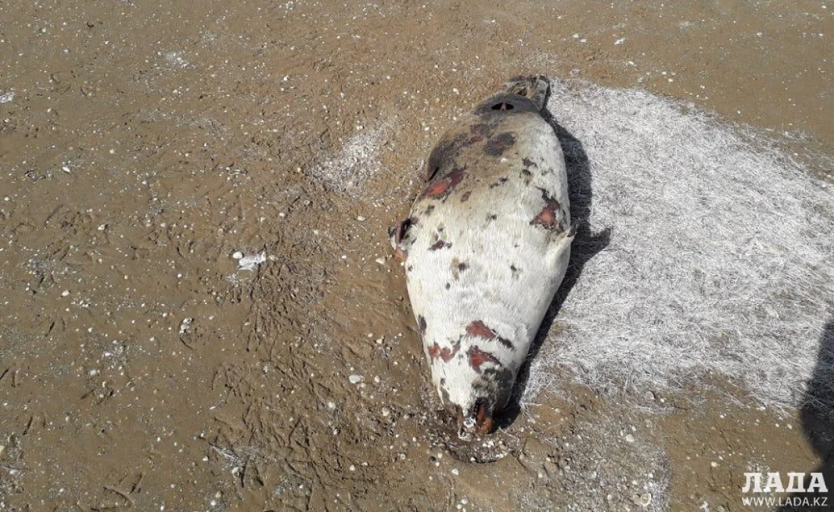 Фото со страницы Сакена Дилдахмет в Facebook