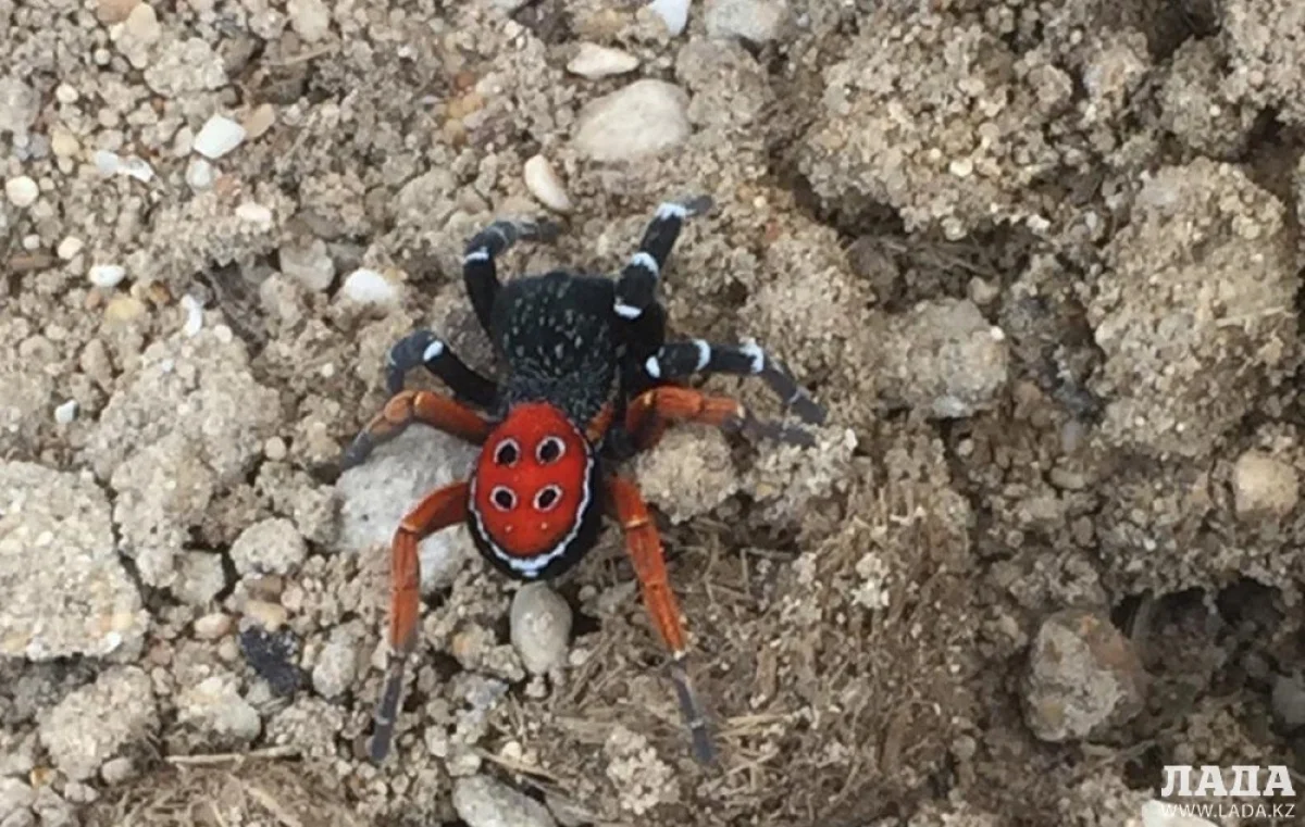 Фото пользователя Сети