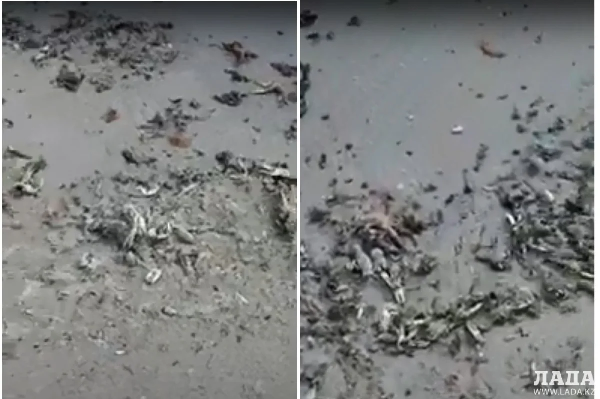 Коллаж из скриншотов видеоматериала