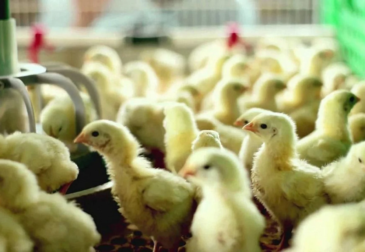 Фото из открытых источников