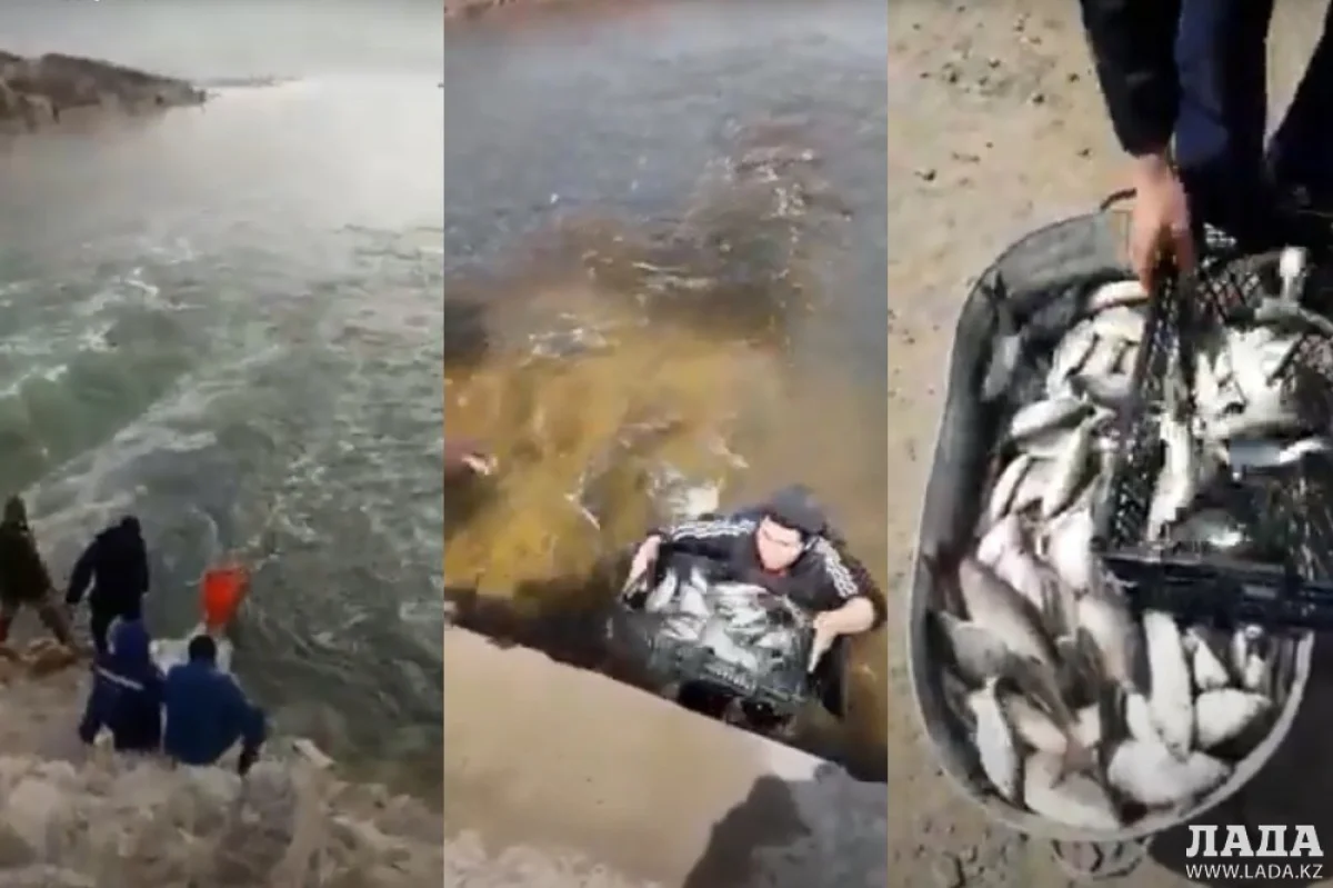 Коллаж из скриншотов видеоматериала