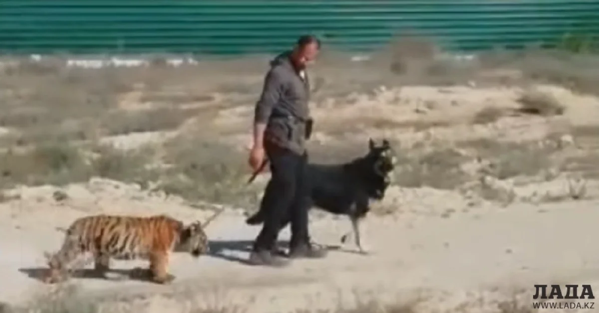 Скриншот видеоматериала