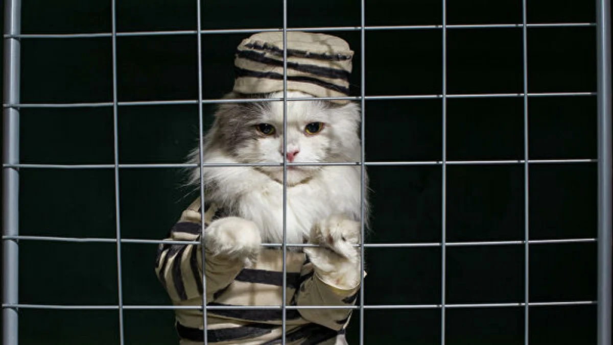 Фото из открытых источников