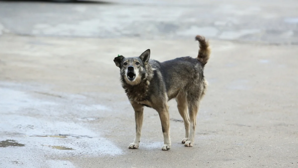 Фото из Сети интернет