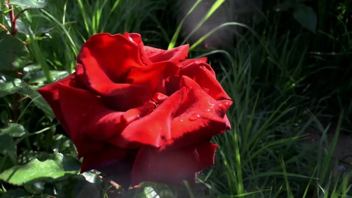 Скриншот видеоматериала